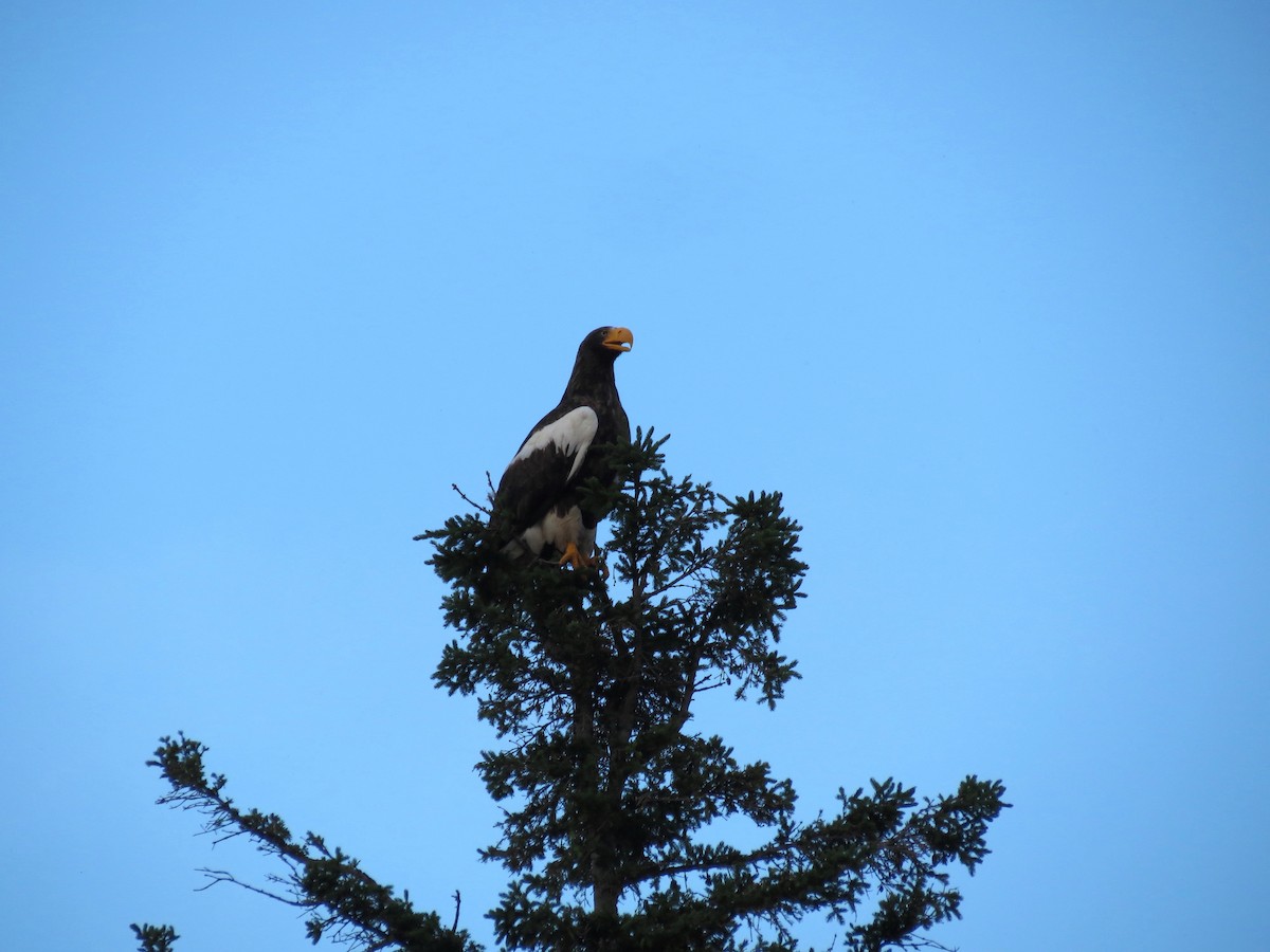 Steller's Sea-Eagle - ML351234191