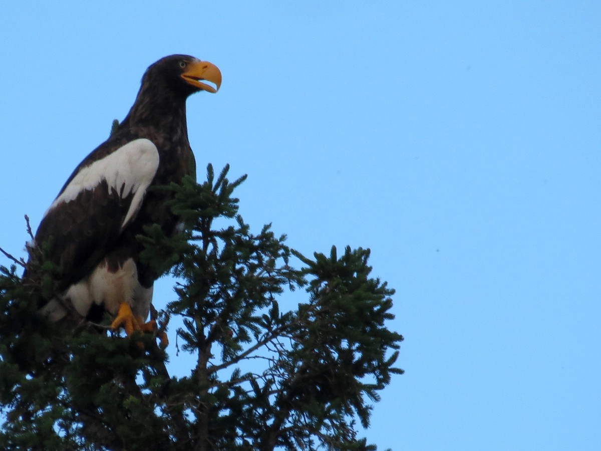 Steller's Sea-Eagle - ML351234241