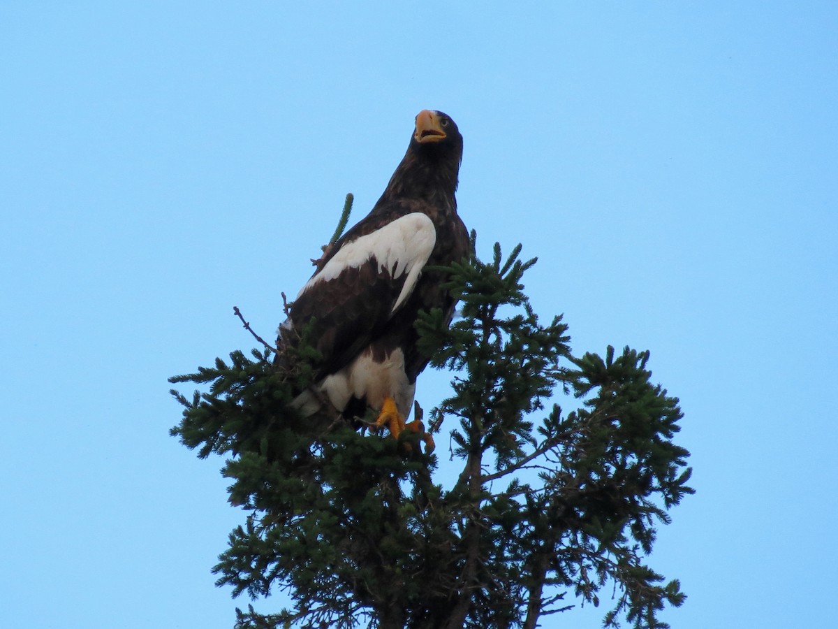 Steller's Sea-Eagle - ML351234261