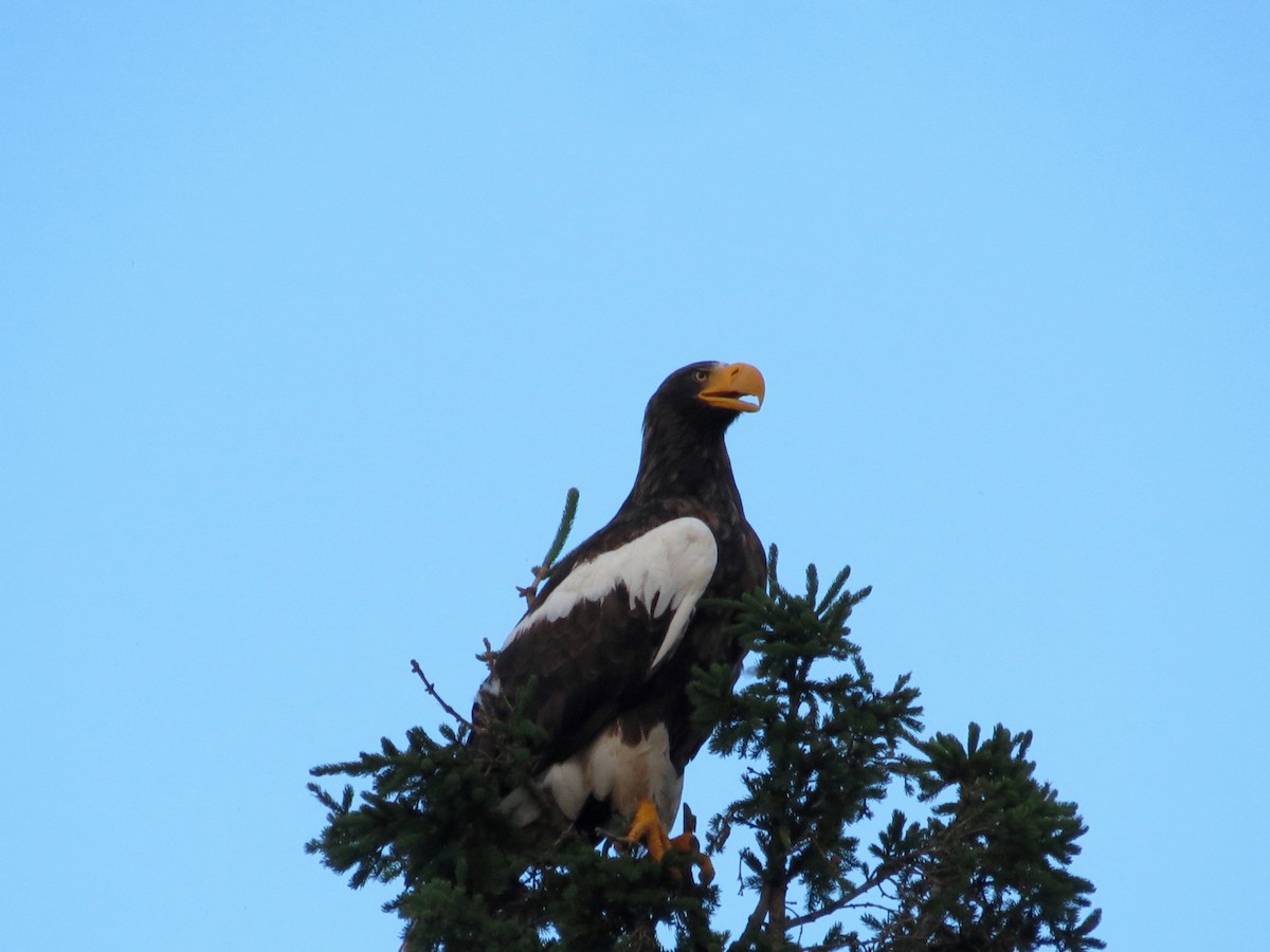 Steller's Sea-Eagle - ML351234271