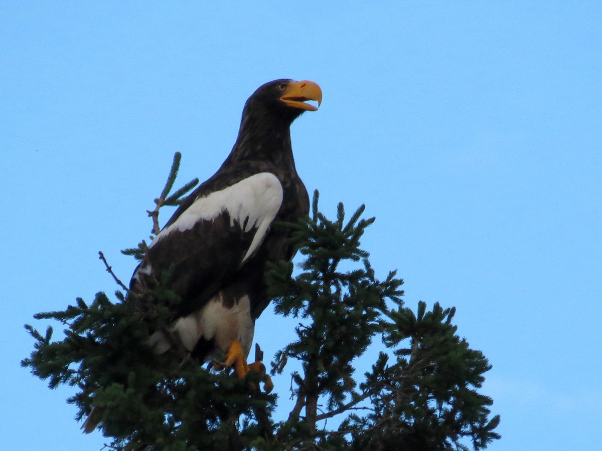 Steller's Sea-Eagle - ML351234311