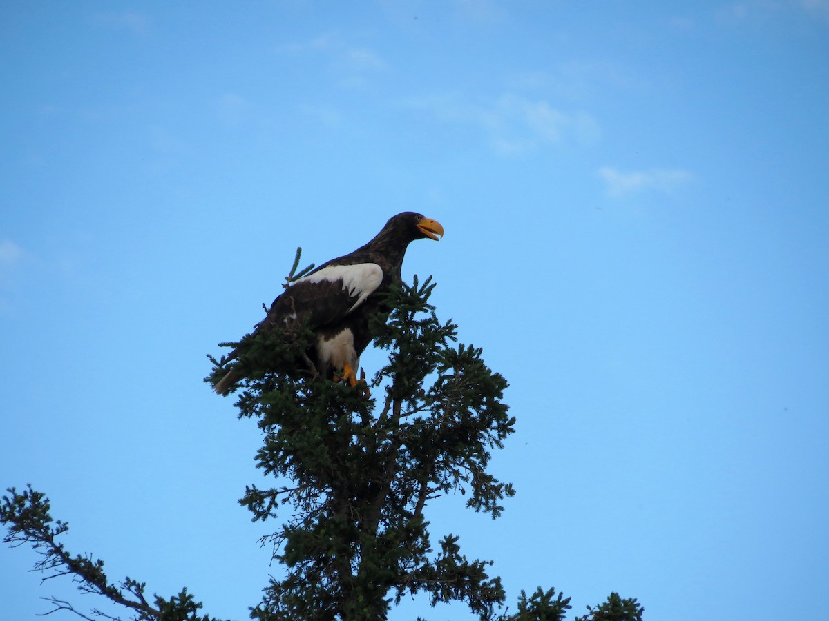 Steller's Sea-Eagle - ML351234351