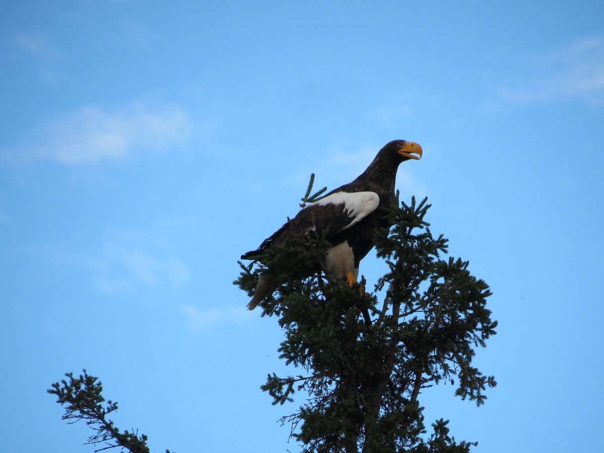 Steller's Sea-Eagle - ML351234361