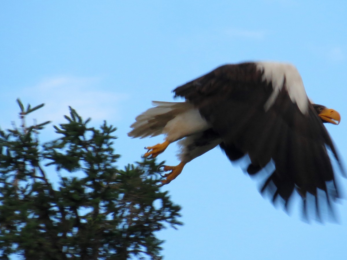 Steller's Sea-Eagle - ML351234381