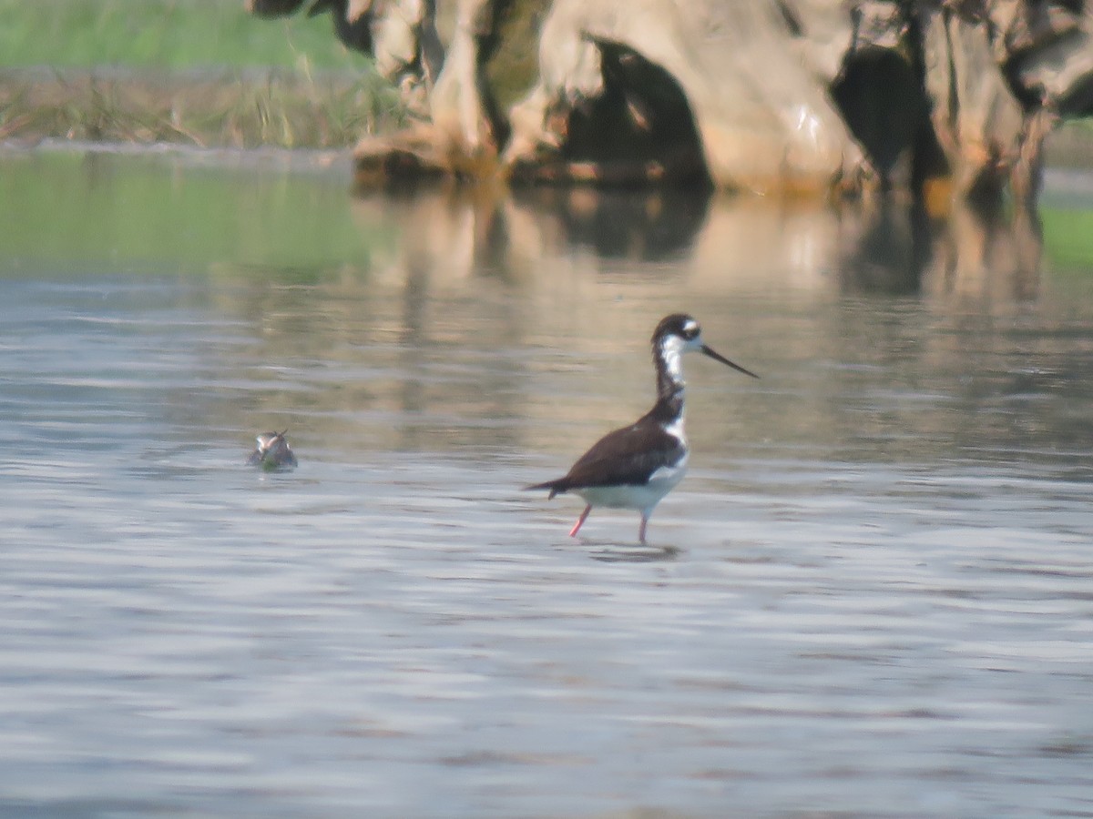 Black-necked Stilt - ML351234561