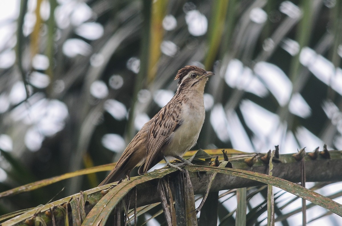 Striped Cuckoo - Nikolaj Mølgaard Thomsen