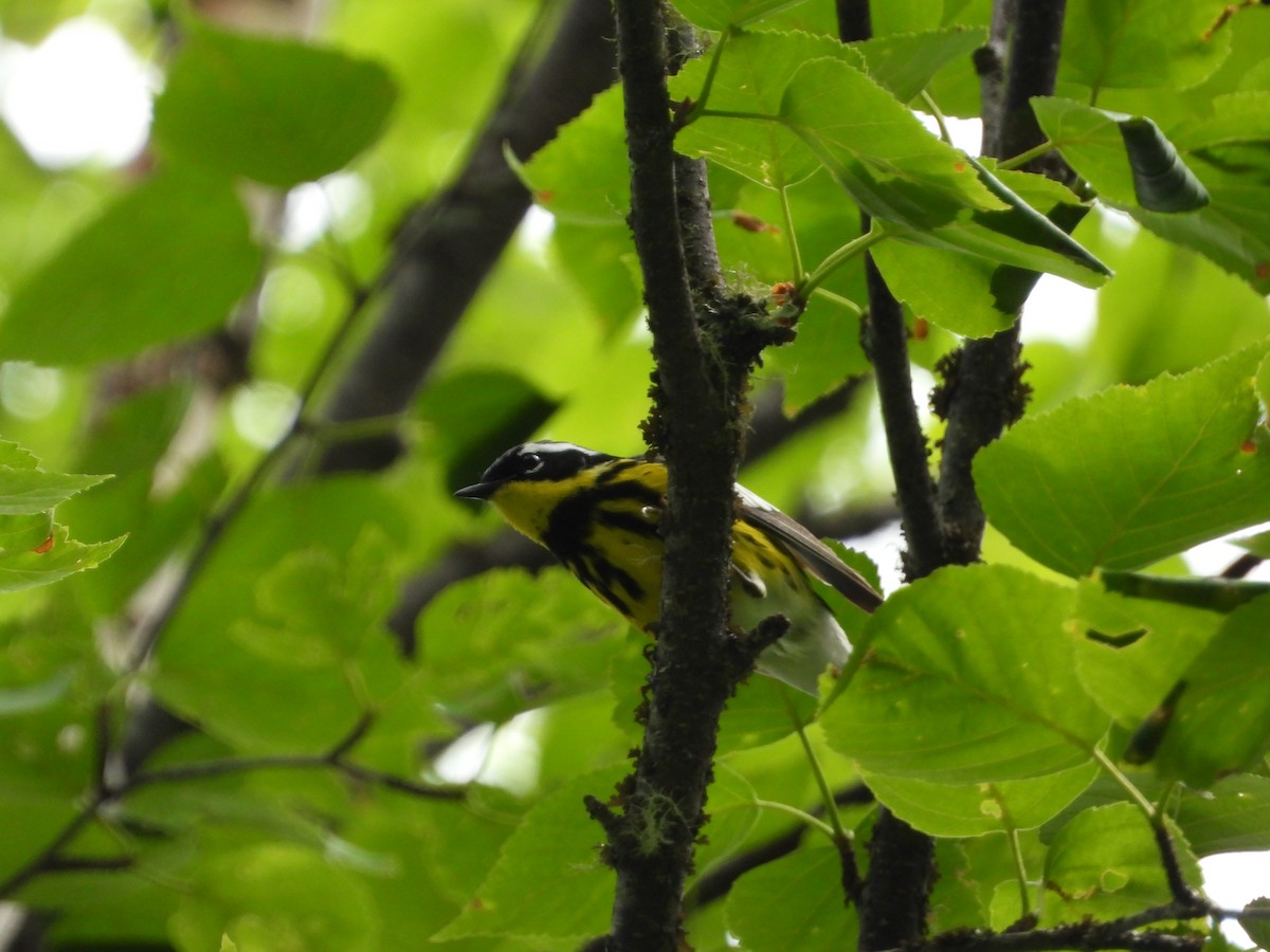 Magnolia Warbler - ML351237071