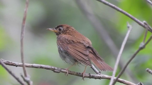 Veery - ML351237191