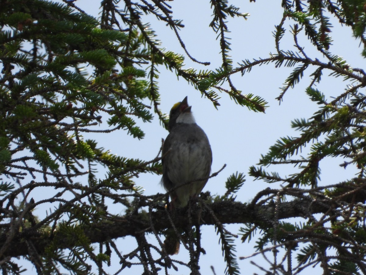 White-throated Sparrow - ML351237251