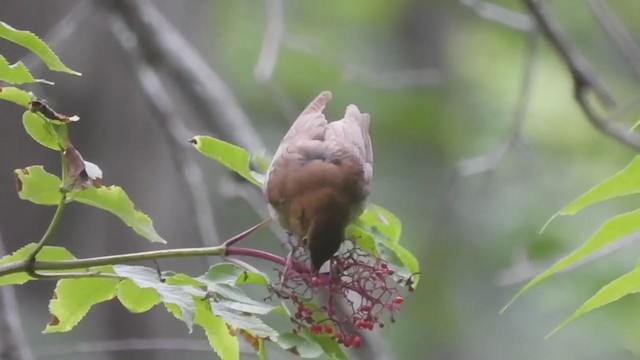 Veery - ML351237321