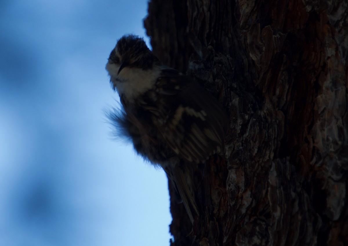 Brown Creeper - ML351237511