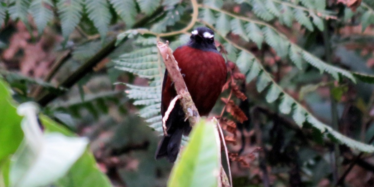 Chestnut-bellied Chat-Tyrant - ML35123791