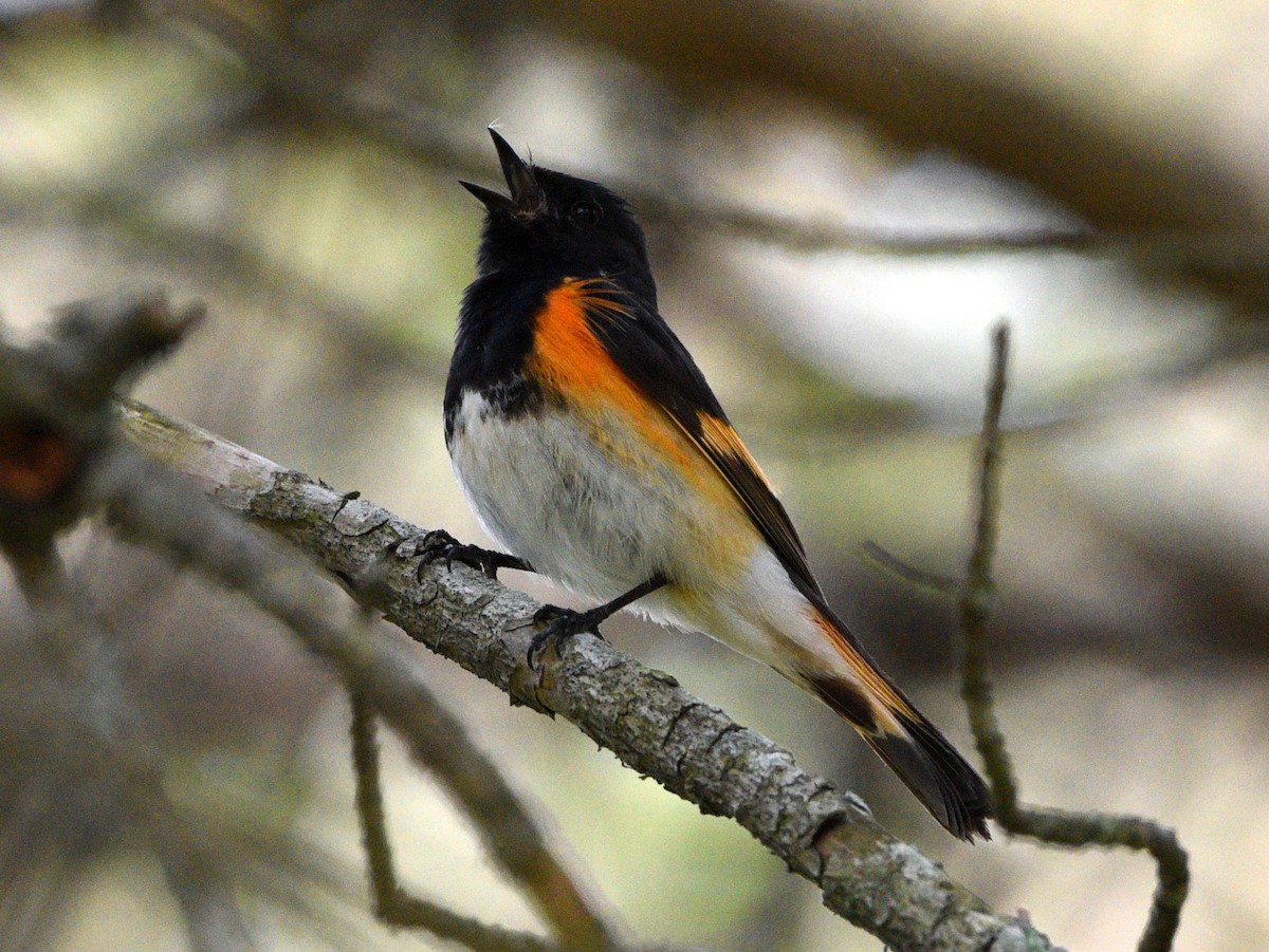 American Redstart - Wendy Hill