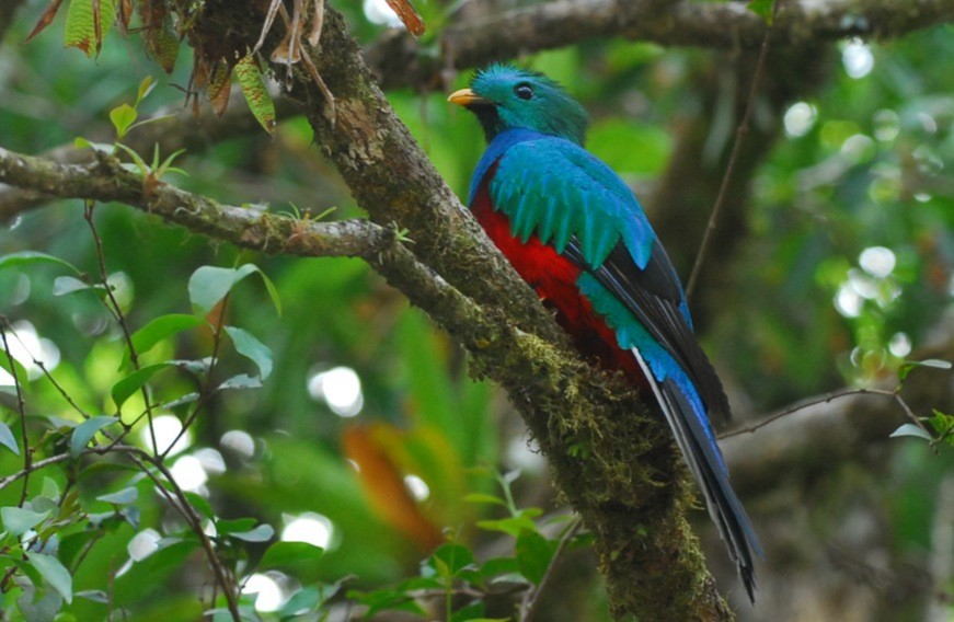 Quetzal resplendissant - ML35123861