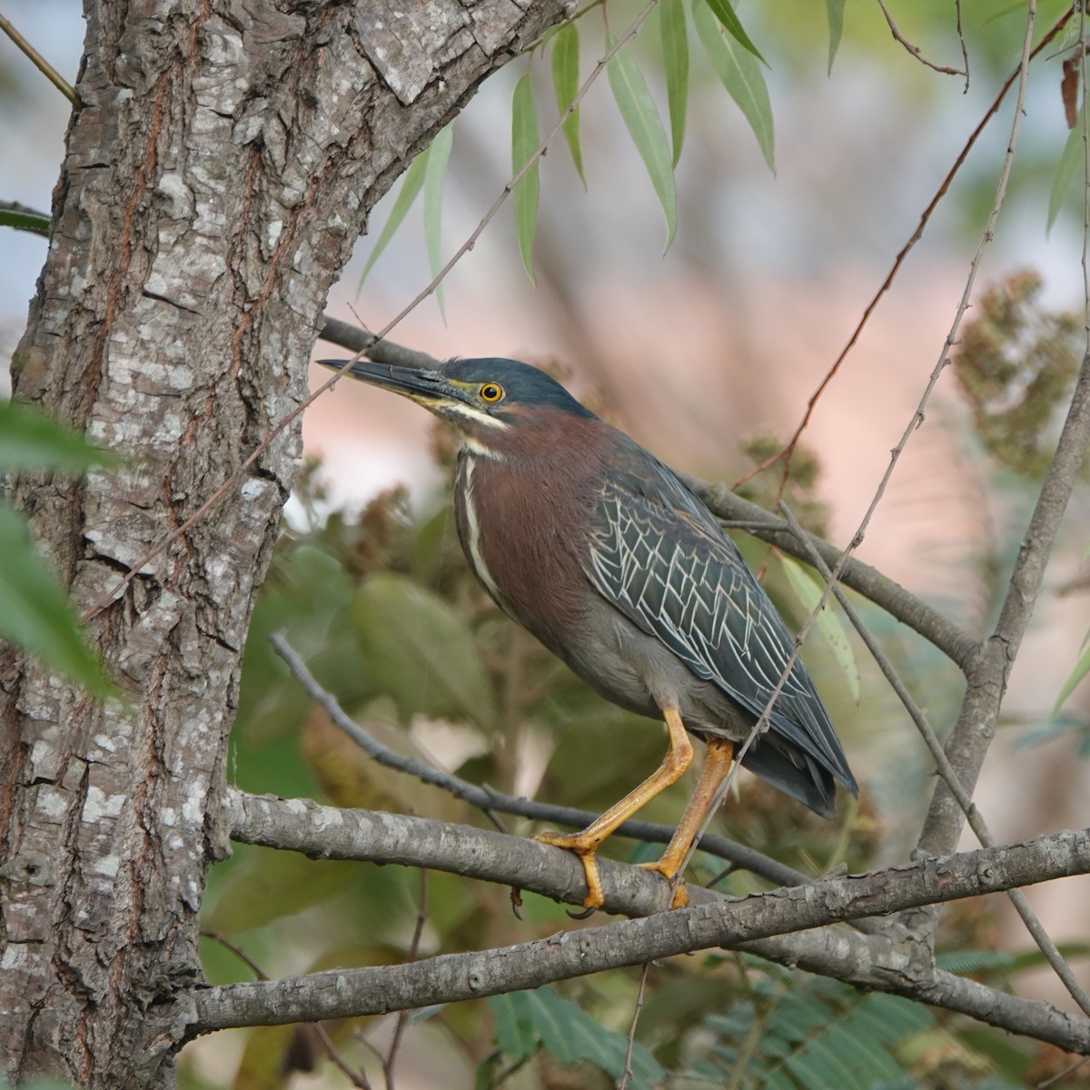 Green Heron - ML351239821