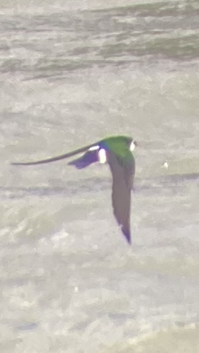 Violet-green Swallow - al mottishaw