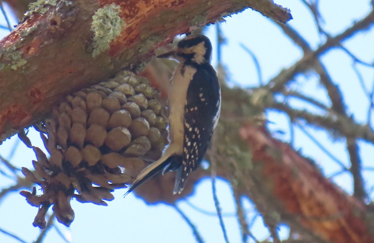 Hairy Woodpecker - ML351242071