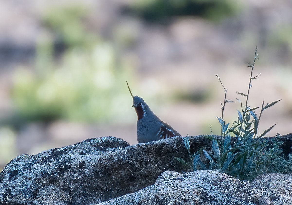 Mountain Quail - ML351242251