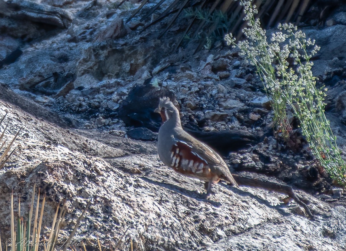 Mountain Quail - ML351242261