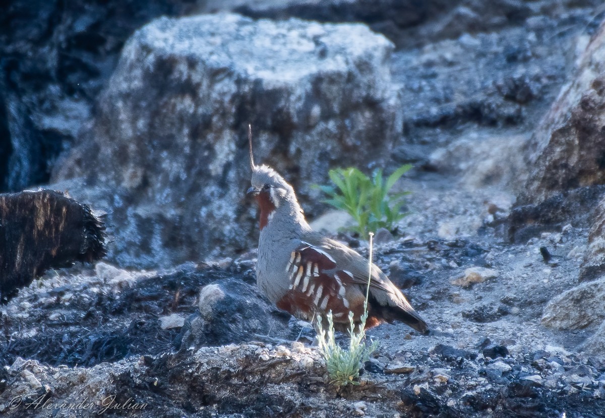 Mountain Quail - ML351242271