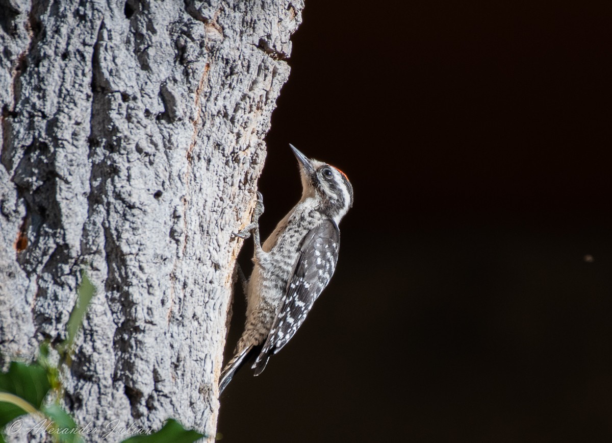 Nuttall's Woodpecker - ML351242341