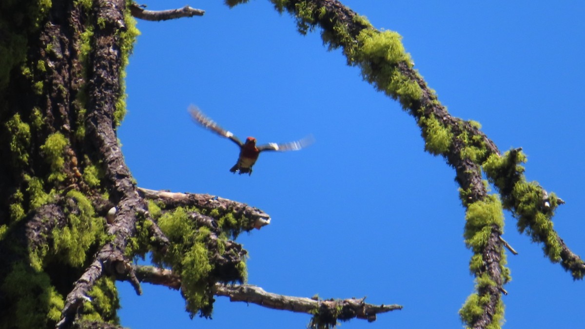 Red-breasted Sapsucker - ML351243901