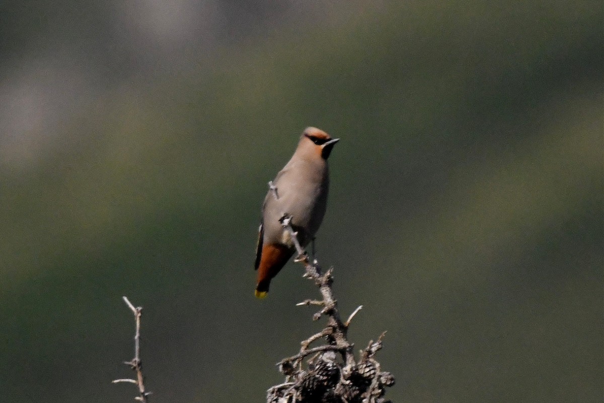 Bohemian Waxwing - ML351244221