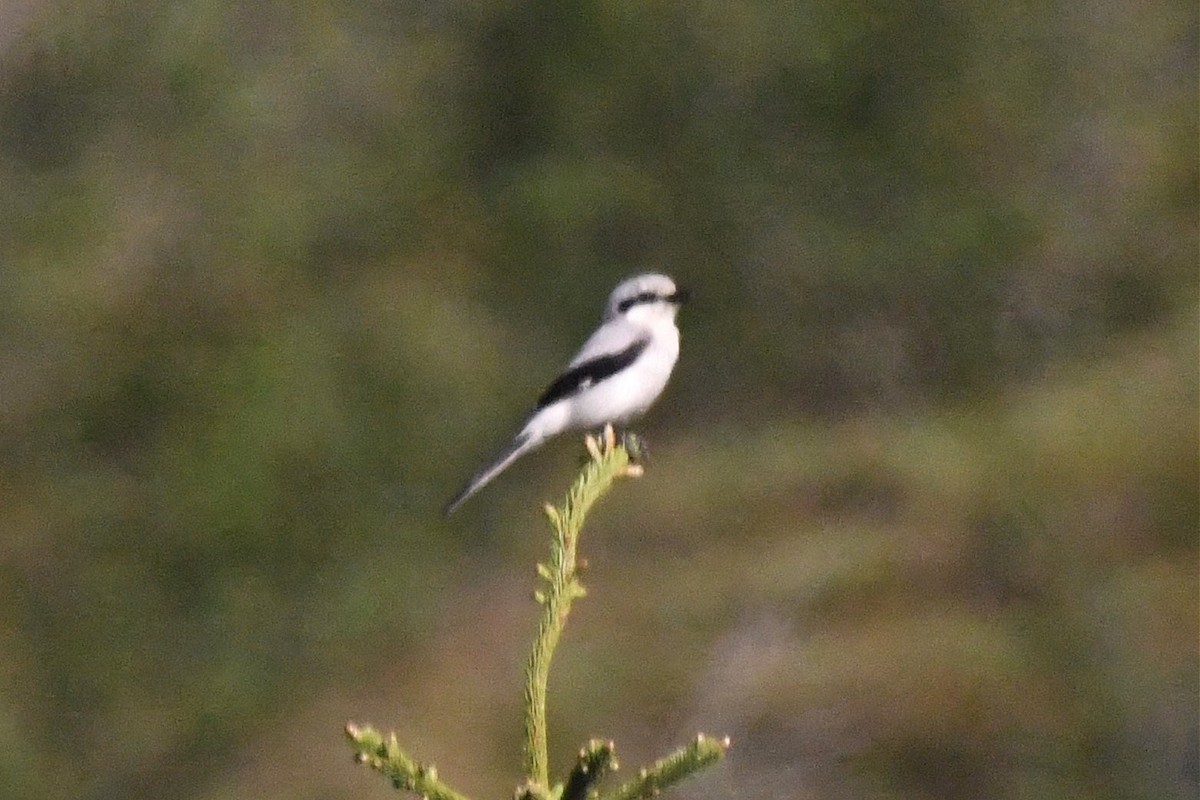 Northern Shrike - Jerry Chen