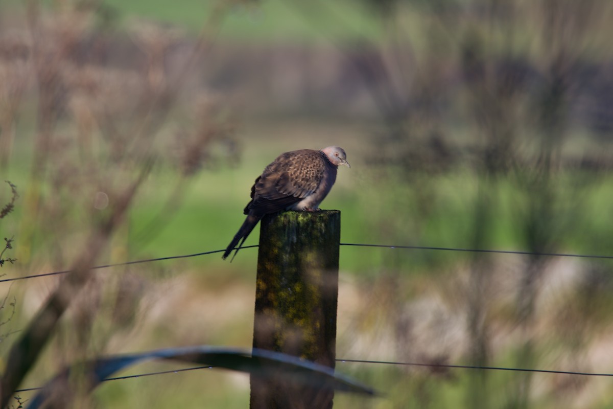 Spotted Dove - ML351244671