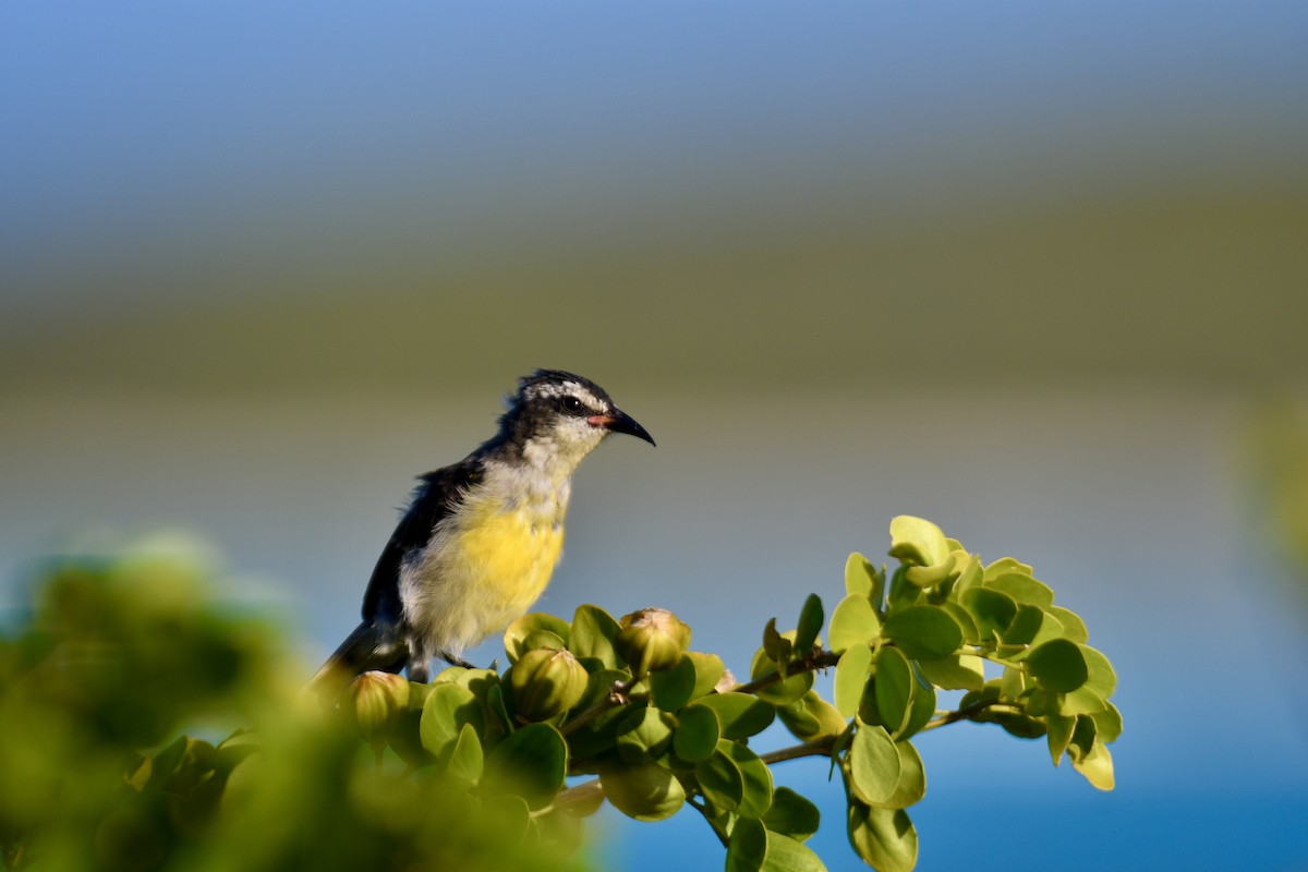 Bananaquit - ML351244911