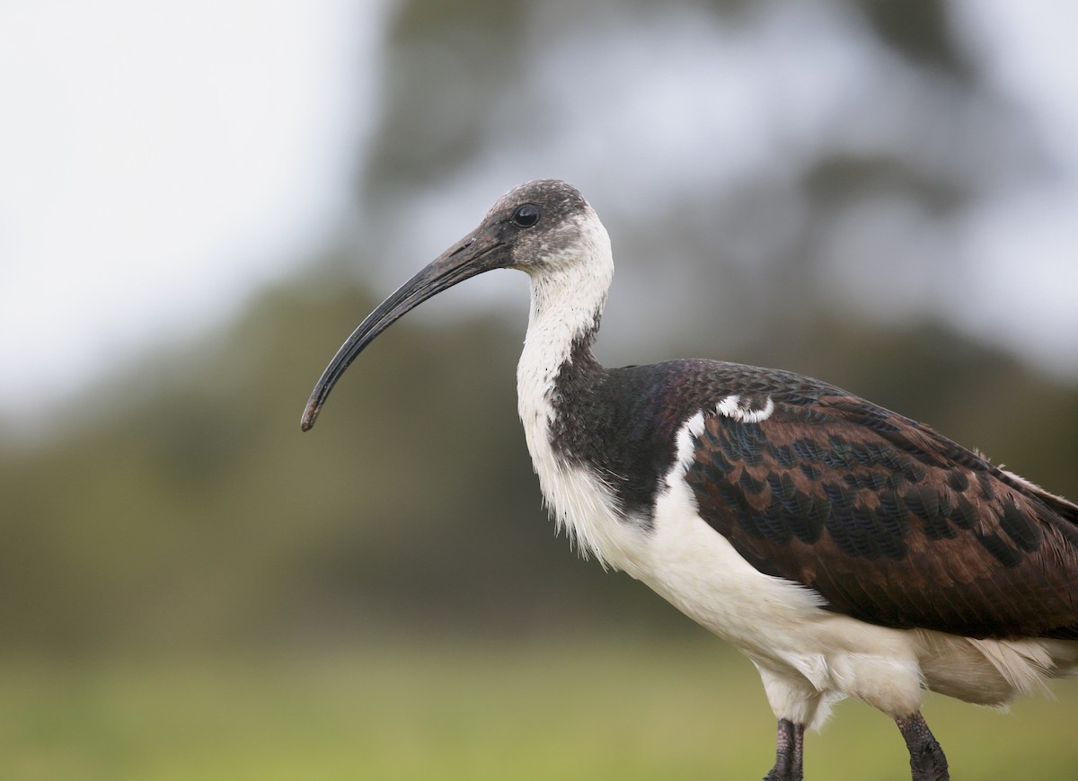 Straw-necked Ibis - Anonymous