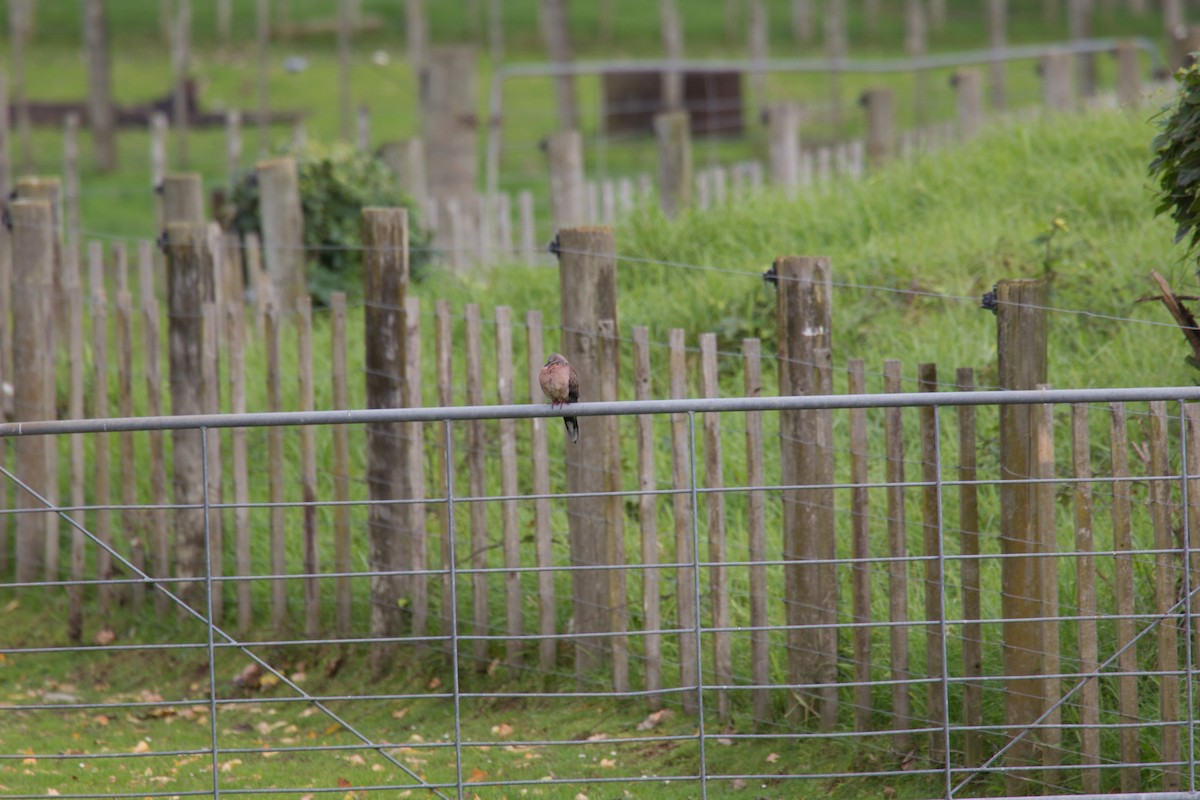 Spotted Dove - ML351245941