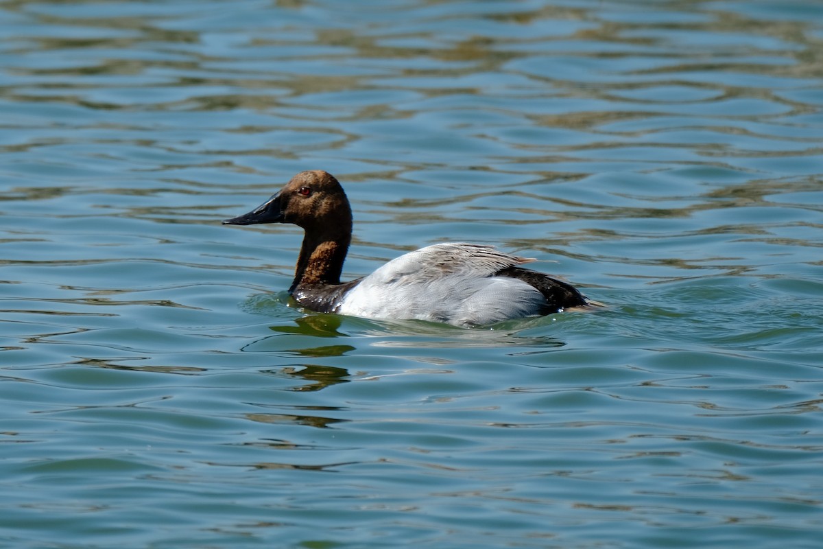 Canvasback - ML351245991