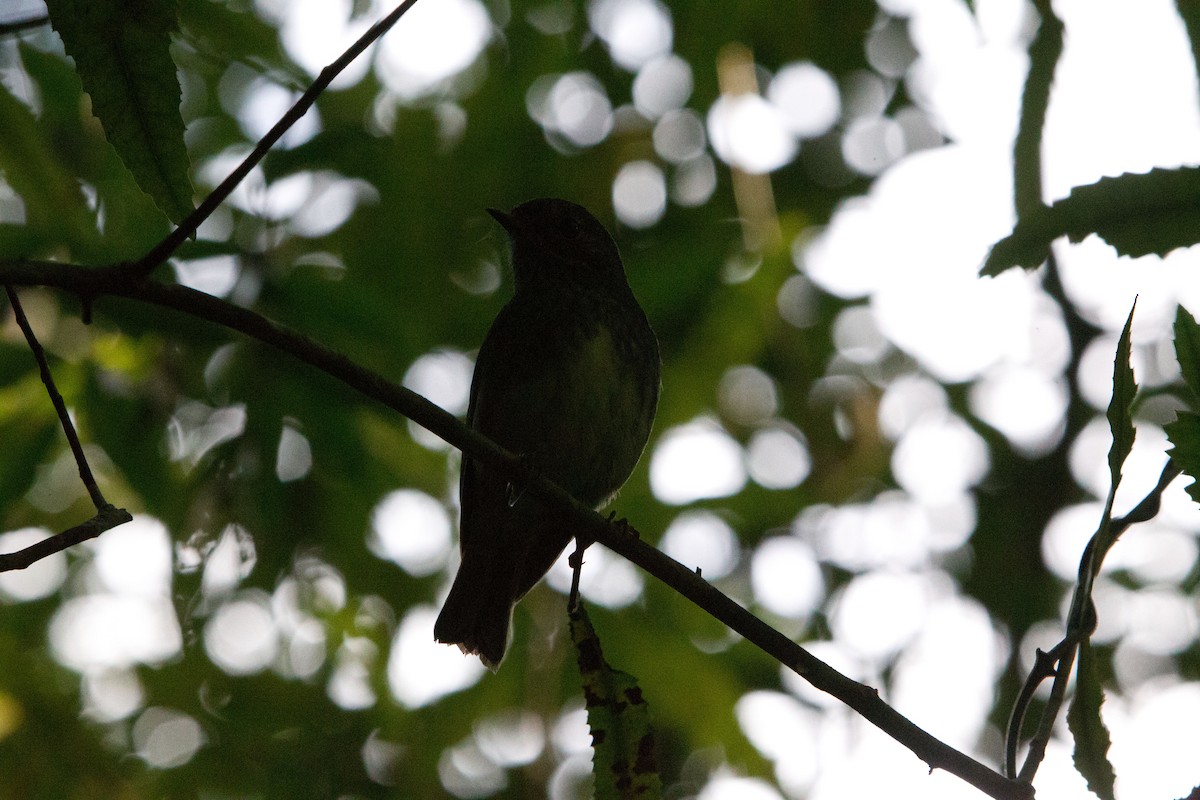 North Island Robin - ML351246091