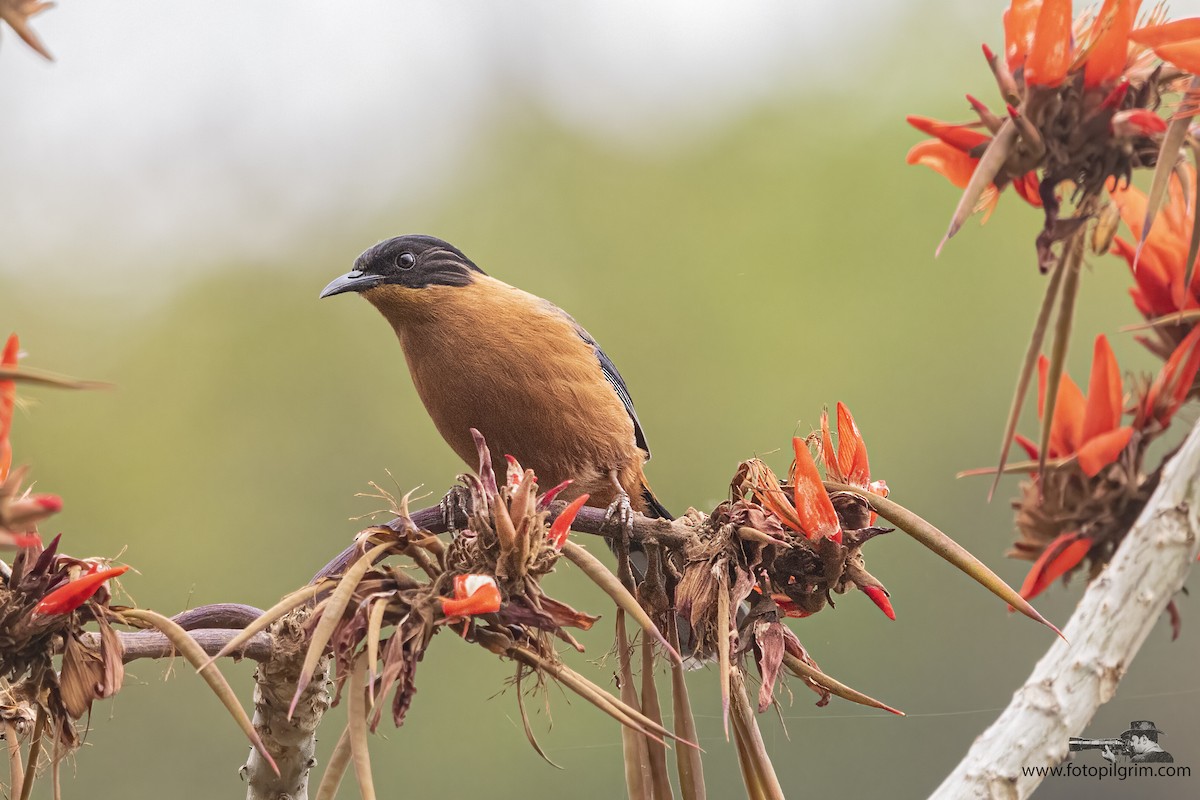 Rufous Sibia - ML351246341