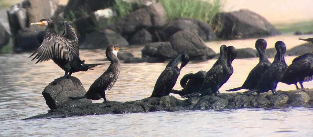 Great Cormorant - ashwin mohan