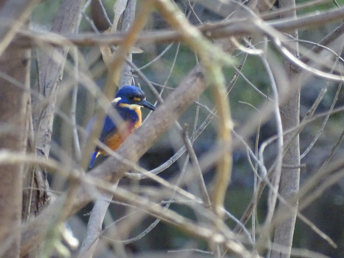 Azure Kingfisher - ML351248721