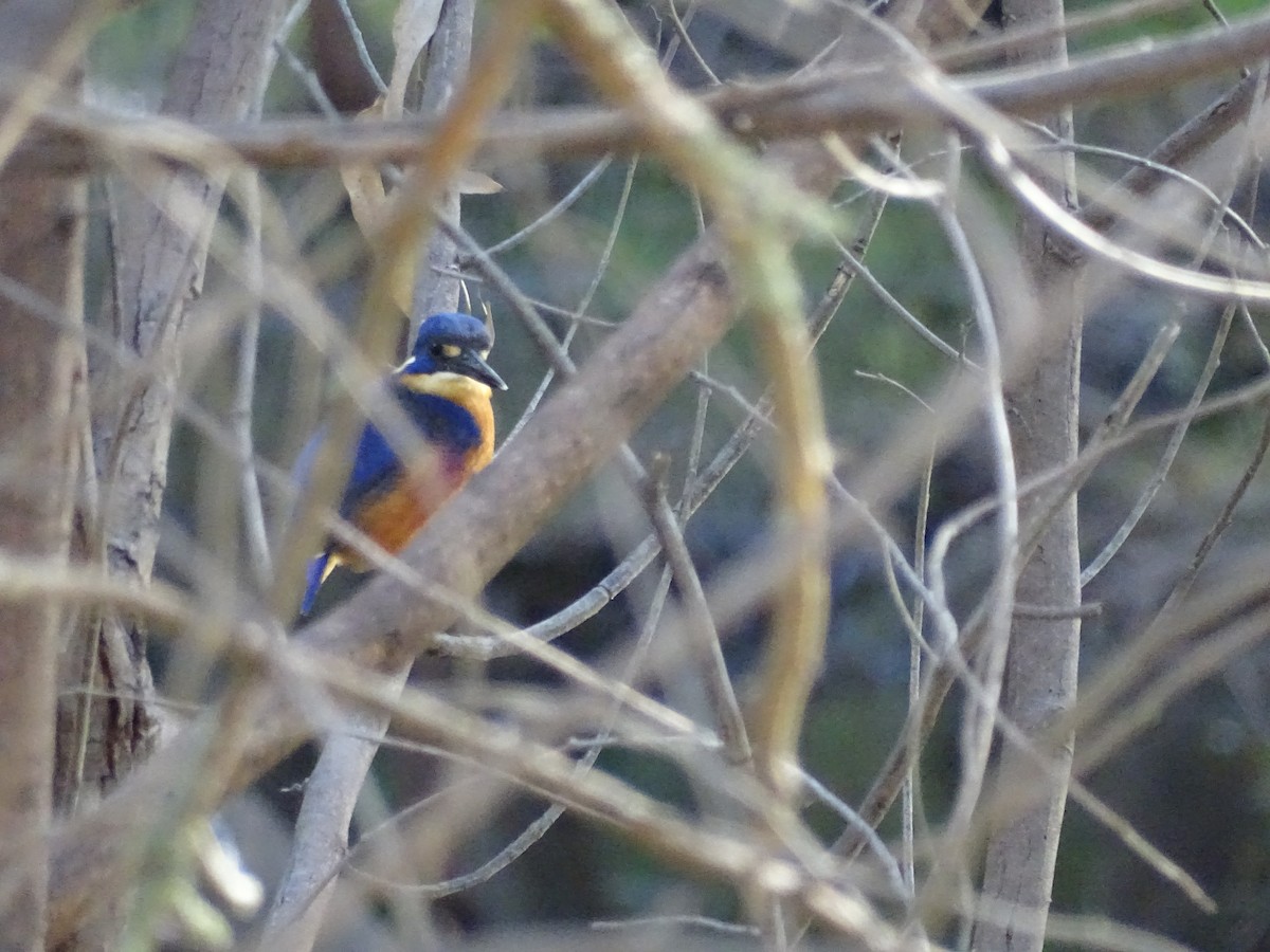 Azure Kingfisher - ML351248751
