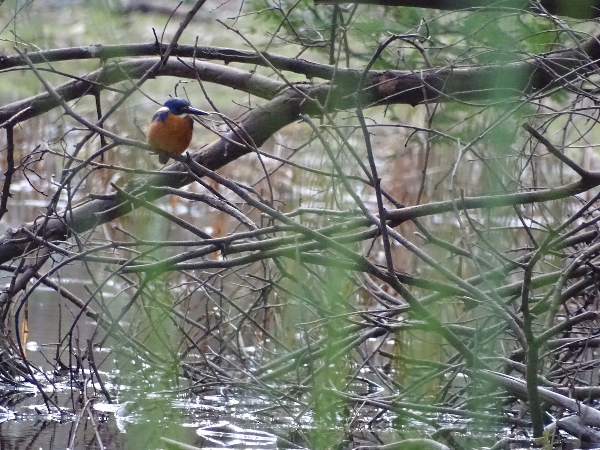 Azure Kingfisher - ML351248811