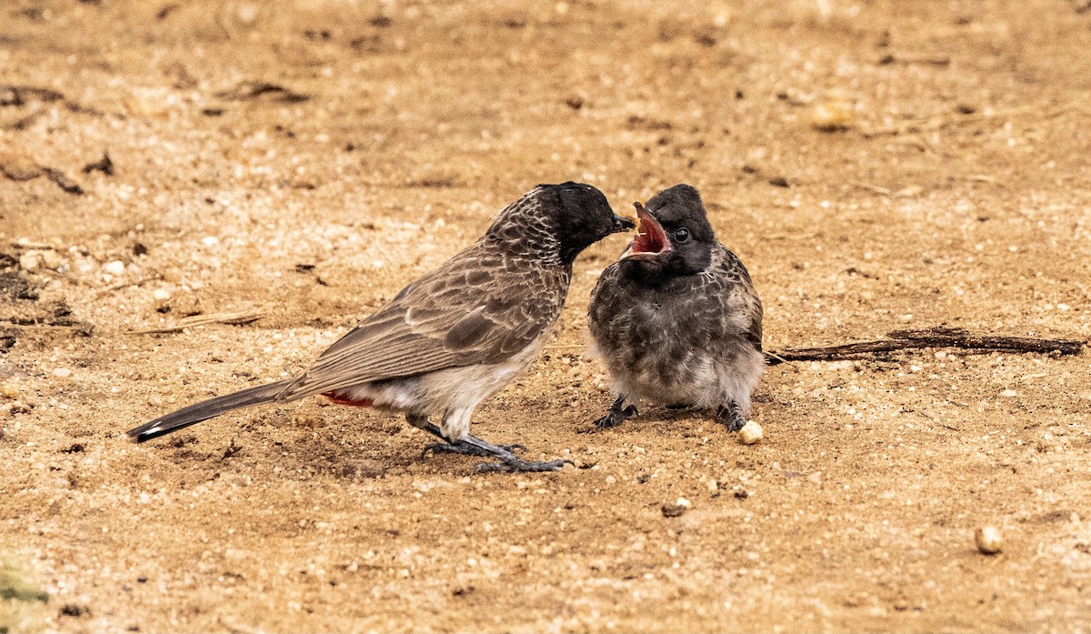 Red-vented Bulbul - ML351248821