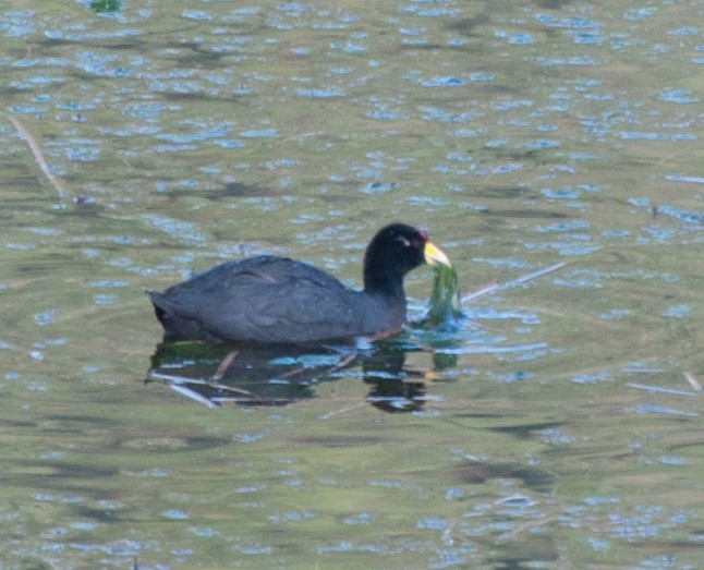 Slate-colored Coot - ML35124981