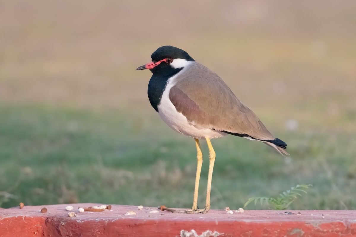 Red-wattled Lapwing - ML351250061