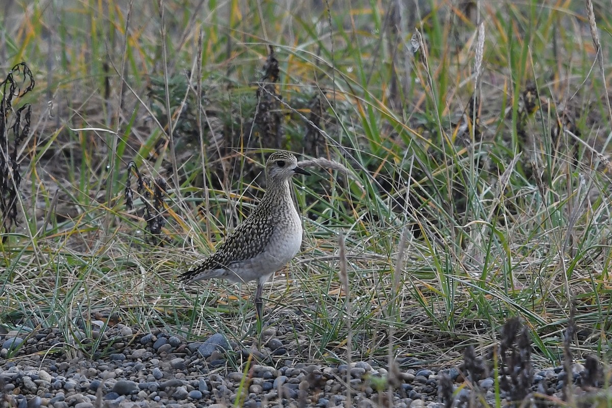 Pacific Golden-Plover - ML351250931