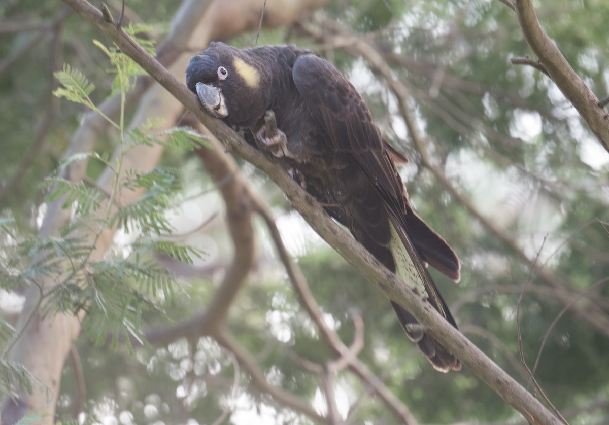 Yellow-tailed Black-Cockatoo - ML351251341