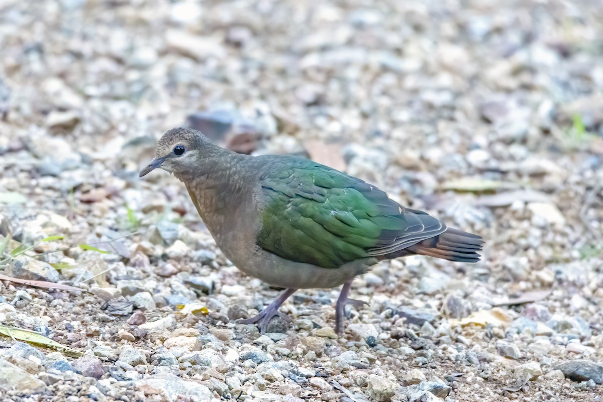 Pacific Emerald Dove - ML351252101