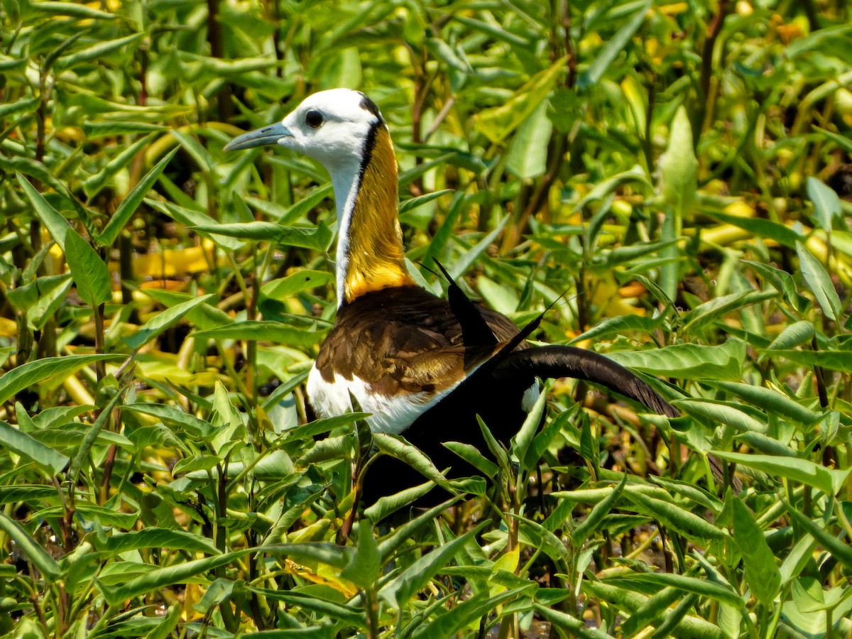 Pheasant-tailed Jacana - ML351252231
