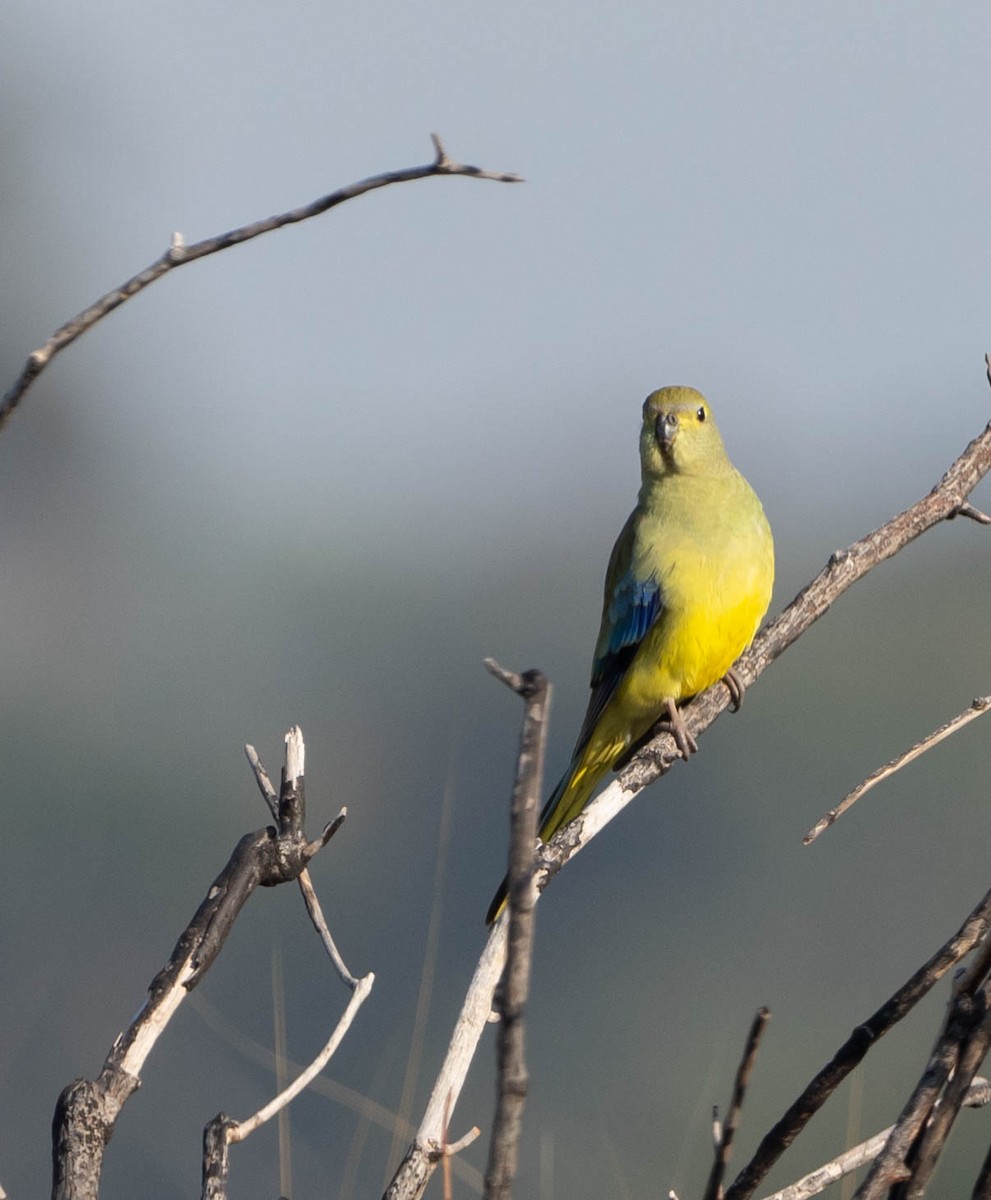 Blue-winged Parrot - ML351254111