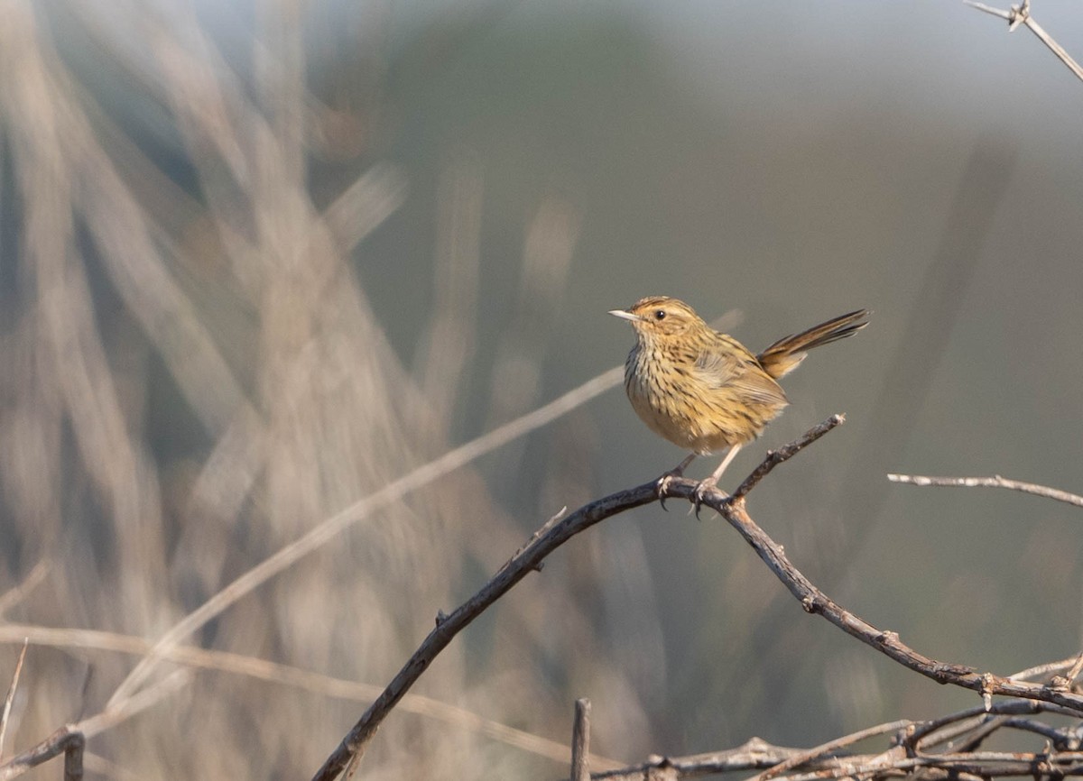 Striated Fieldwren - ML351254141