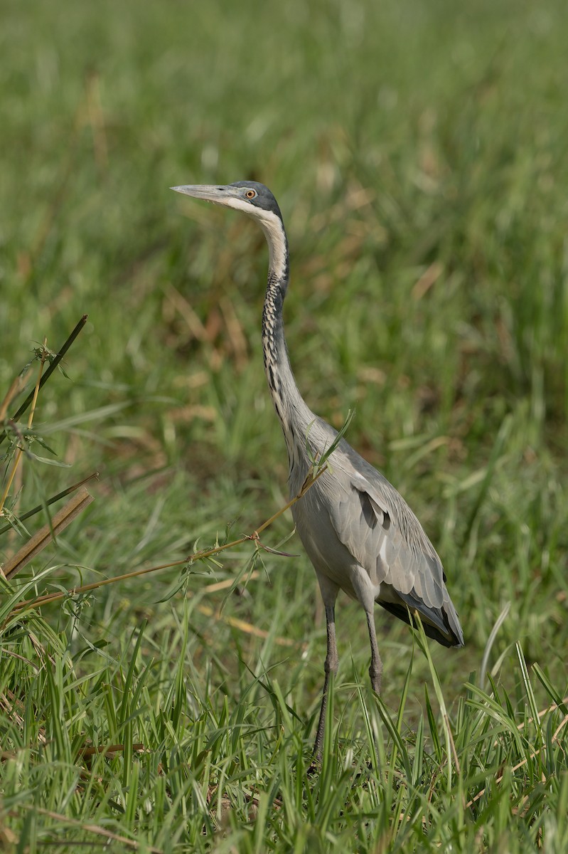 Black-headed Heron - ML351256551