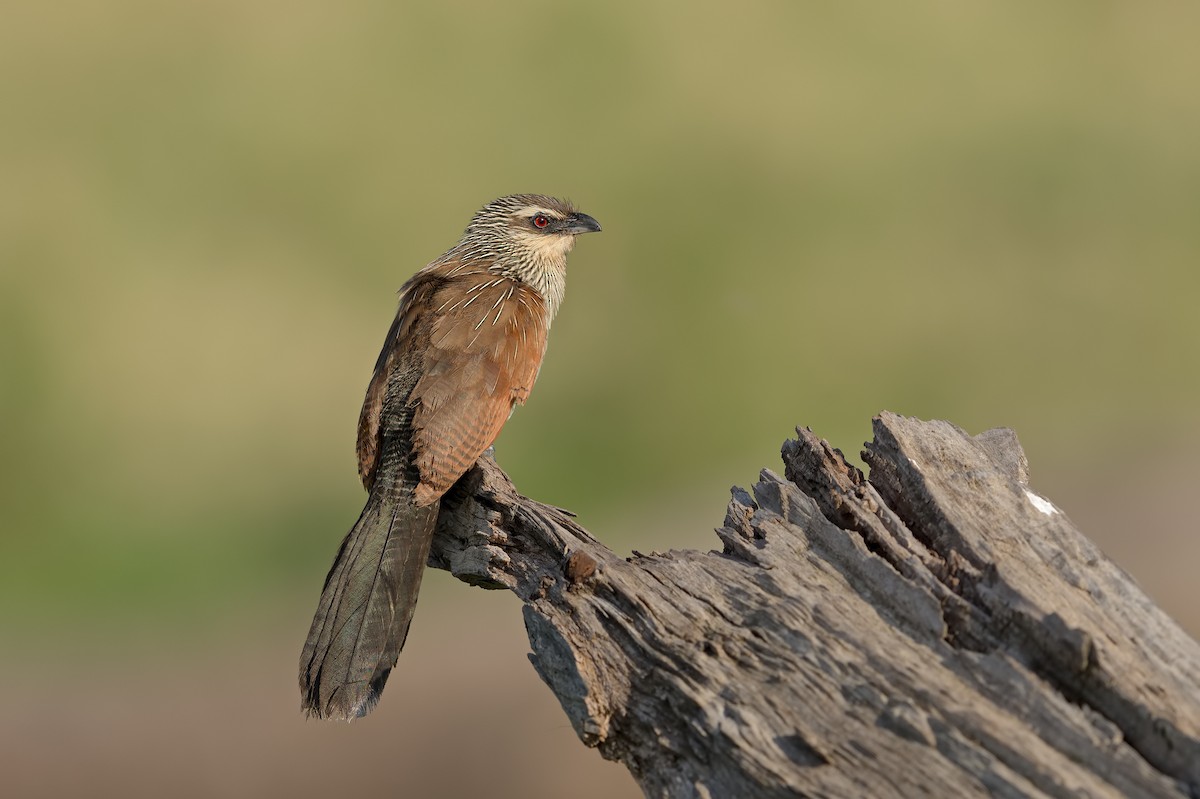 White-browed Coucal - ML351256641